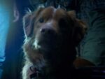 „Good Boy” (2025) – horror widziany oczami psa